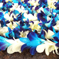 Orchid Lei Single- Blue and White (Bulk Price)