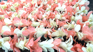 Orchid Lei Single- Red and White (Bulk Price)