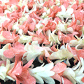 Orchid Lei Single- Red and White (Bulk Price)
