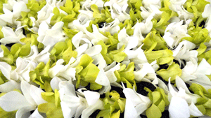 Orchid Lei Single- Green and White (Bulk Price)