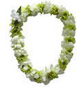 Orchid Lei (Double, Green & White)