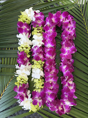 Graduation Package - Double the Aloha