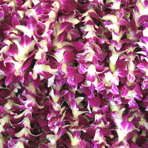 Orchid Lei Single Purple (Bulk Price)