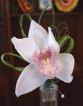 Flower Boutonniere - Cymbidium