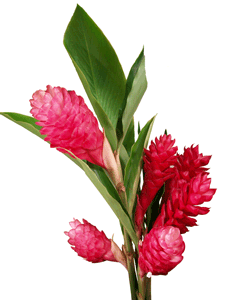 diablo plant Diablo Ninebark  Plant Detectives