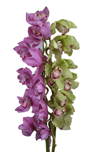 Cymbidium Orchid Sprays
